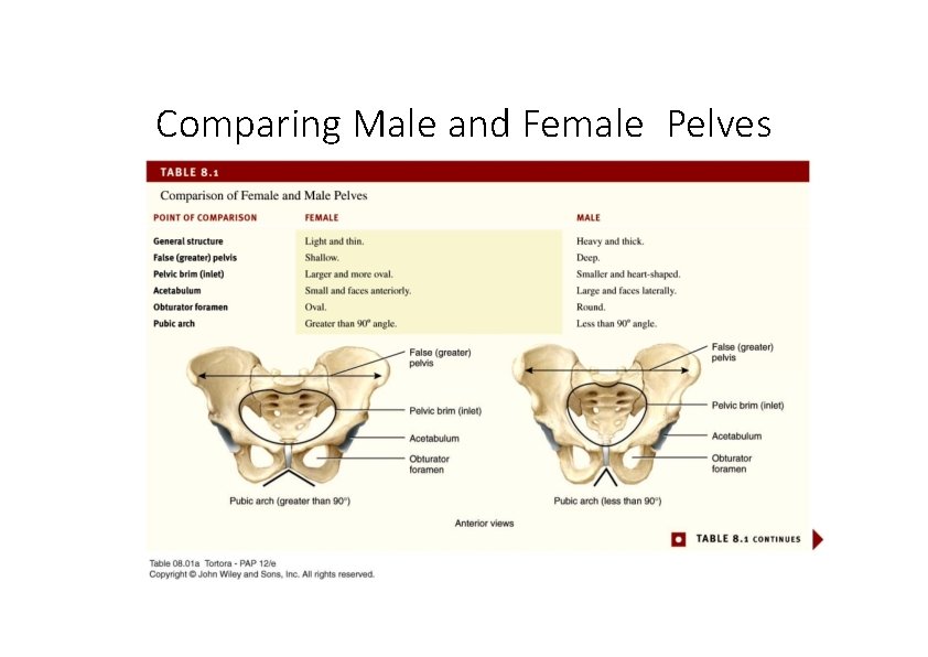 Comparing Male and Female Pelves 