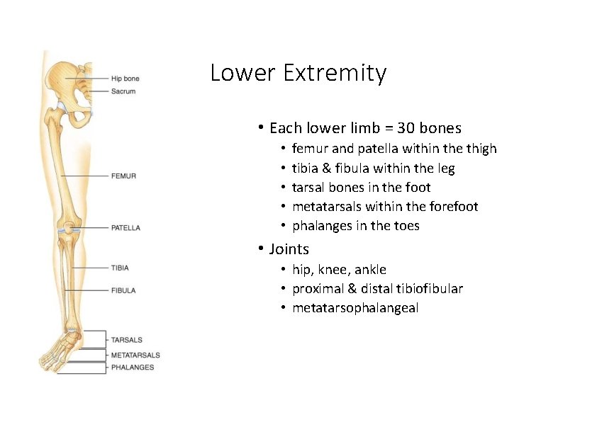 Lower Extremity • Each lower limb = 30 bones • • • femur and
