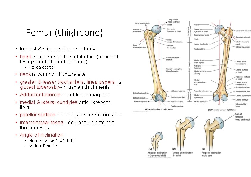 Femur (thighbone) • longest & strongest bone in body • head articulates with acetabulum