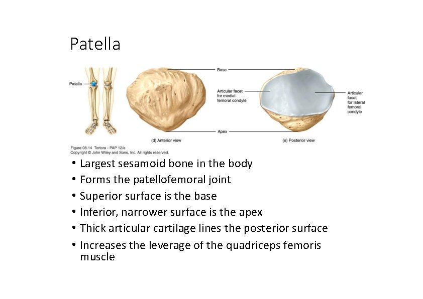 Patella • Largest sesamoid bone in the body • Forms the patellofemoral joint •