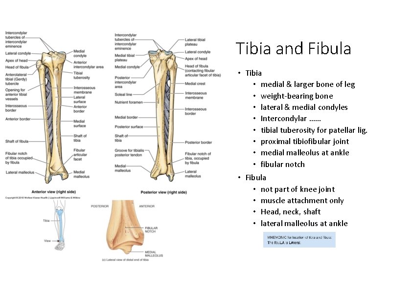 Tibia and Fibula • Tibia • medial & larger bone of leg • weight‐bearing