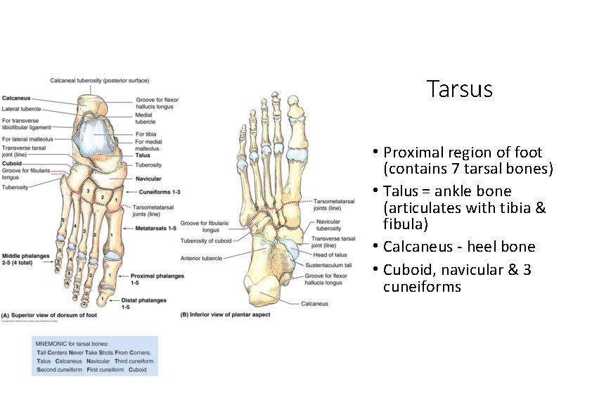 Tarsus • Proximal region of foot (contains 7 tarsal bones) • Talus = ankle
