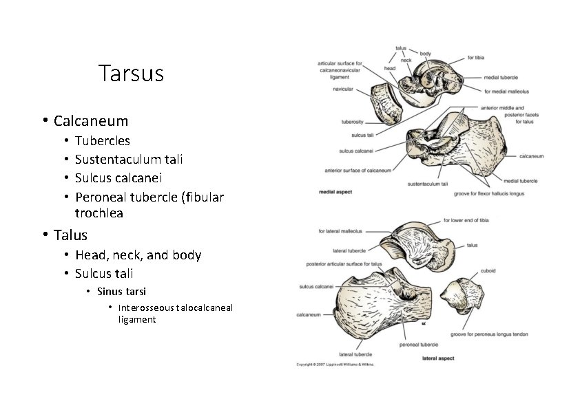 Tarsus • Calcaneum • • Tubercles Sustentaculum tali Sulcus calcanei Peroneal tubercle (fibular trochlea