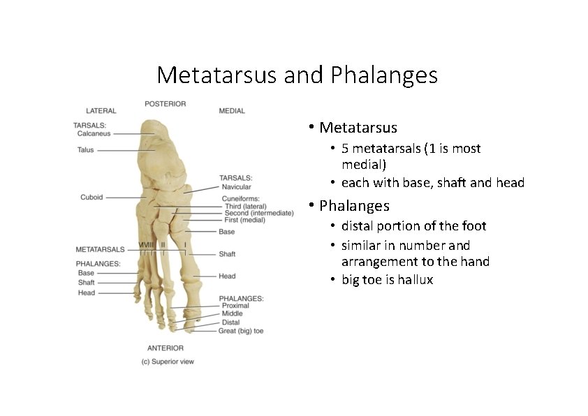 Metatarsus and Phalanges • Metatarsus • 5 metatarsals (1 is most medial) • each