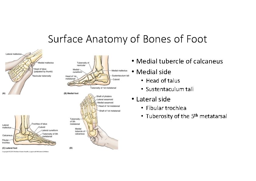 Surface Anatomy of Bones of Foot • Medial tubercle of calcaneus • Medial side