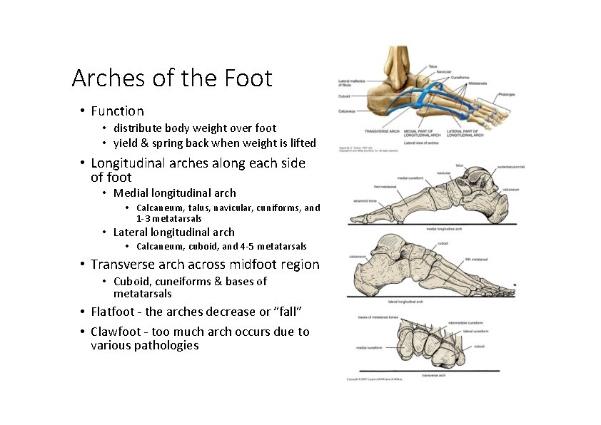 Arches of the Foot • Function • distribute body weight over foot • yield