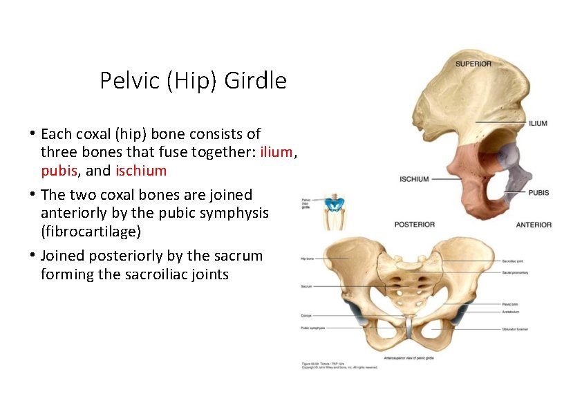 Pelvic (Hip) Girdle • Each coxal (hip) bone consists of three bones that fuse