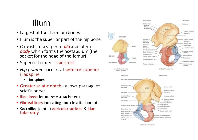 Ilium • Largest of the three hip bones • Ilium is the superior part