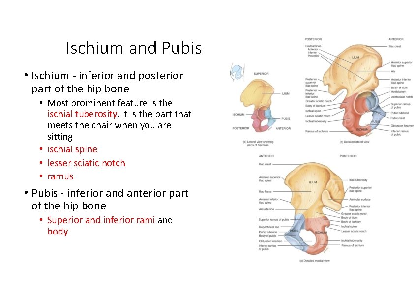 Ischium and Pubis • Ischium ‐ inferior and posterior part of the hip bone