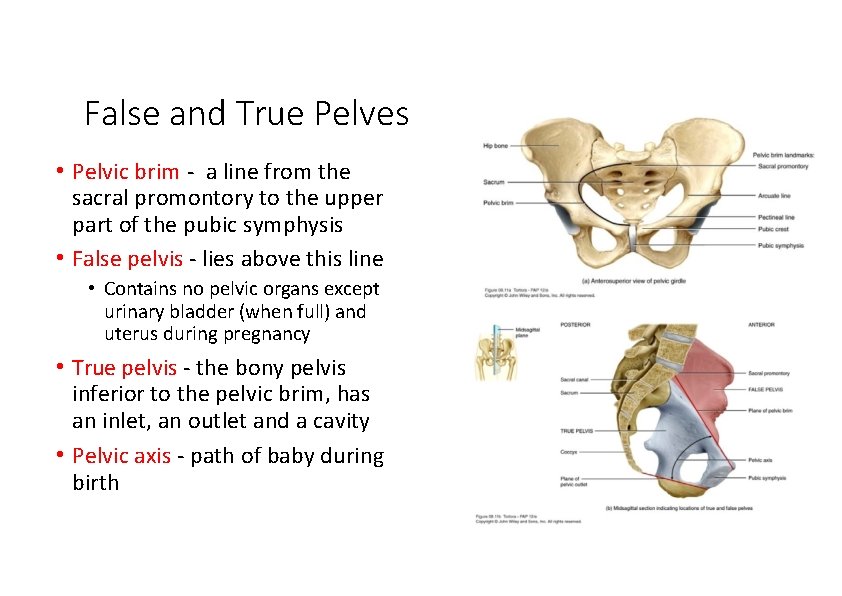 False and True Pelves • Pelvic brim ‐ a line from the sacral promontory