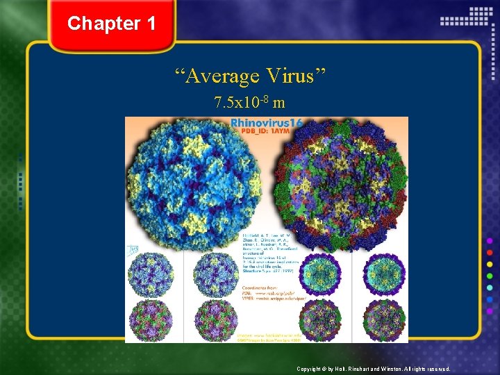 Chapter 1 “Average Virus” 7. 5 x 10 -8 m Copyright © by Holt,