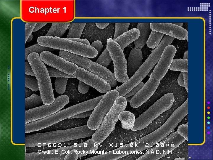 Chapter 1 “Average Bacterium” 0. 2 – 2. 0 x 10 -6 m Staphylococcus