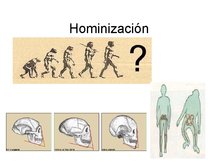 Hominización. 