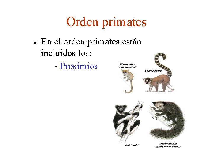 Orden primates ● En el orden primates están incluidos los: - Prosimios 