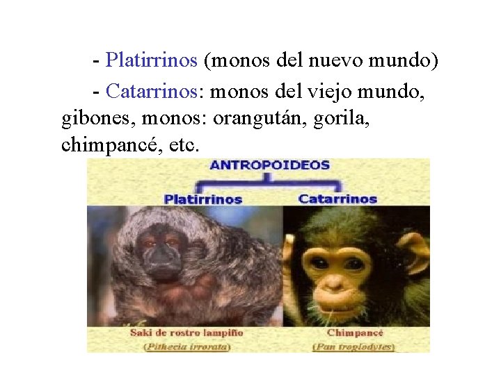 - Platirrinos (monos del nuevo mundo) - Catarrinos: monos del viejo mundo, gibones, monos: