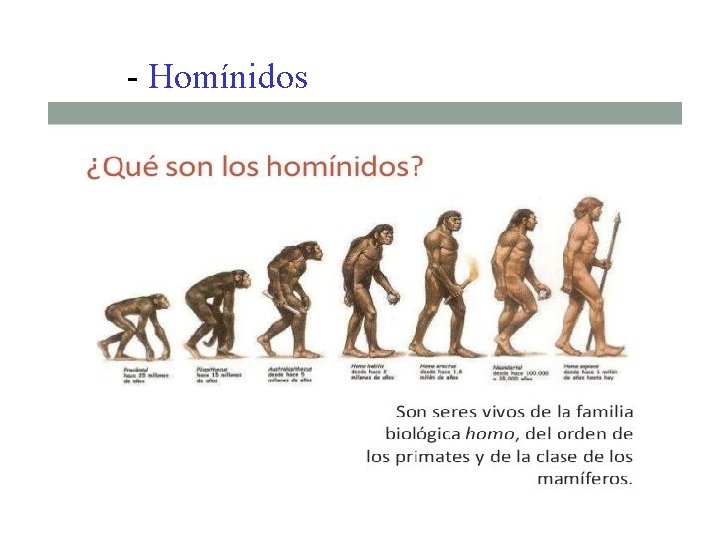 - Homínidos 