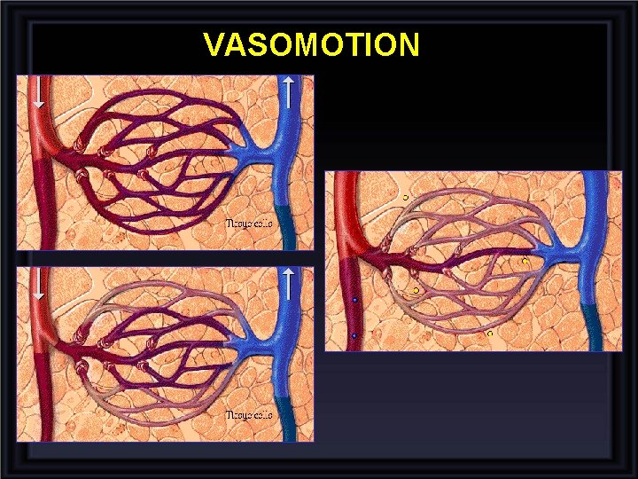 VASOMOTION 