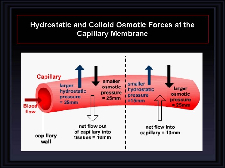 Hydrostatic and Colloid Osmotic Forces at the Capillary Membrane 