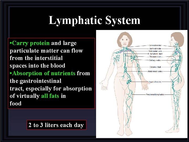 Lymphatic System • Carry protein and large particulate matter can flow from the interstitial