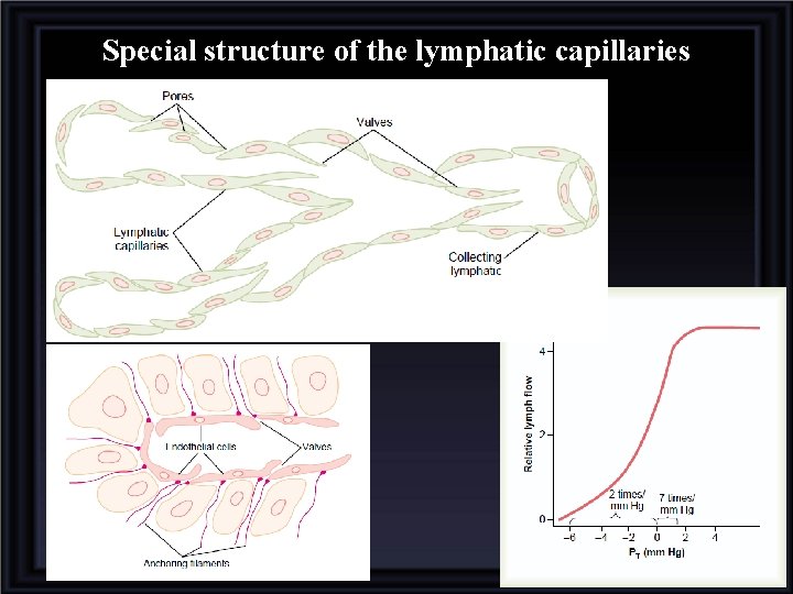 Special structure of the lymphatic capillaries 