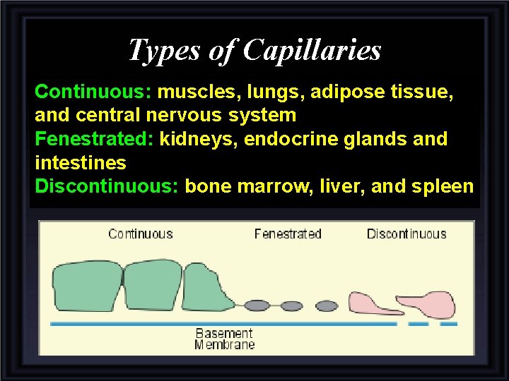 Types of Capillaries Continuous: muscles, lungs, adipose tissue, and central nervous system Fenestrated: kidneys,