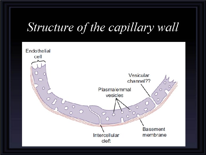 Structure of the capillary wall 