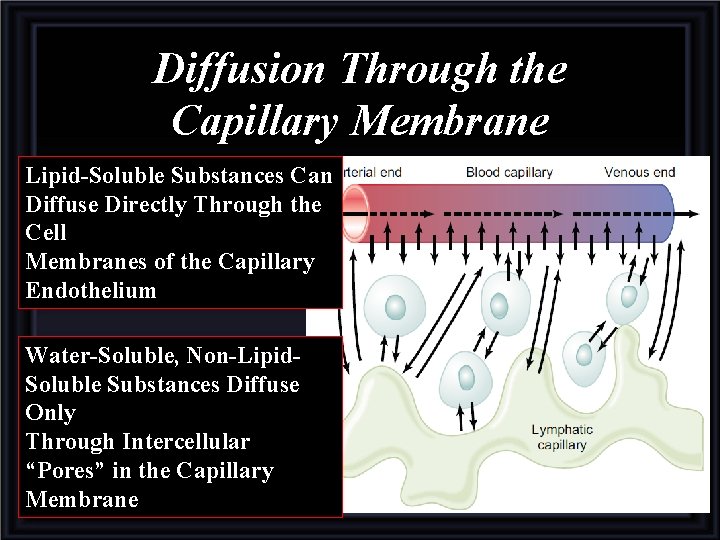Diffusion Through the Capillary Membrane Lipid-Soluble Substances Can Diffuse Directly Through the Cell Membranes