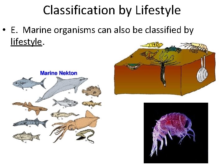 Marine Biology Ocean Habitats A There are two