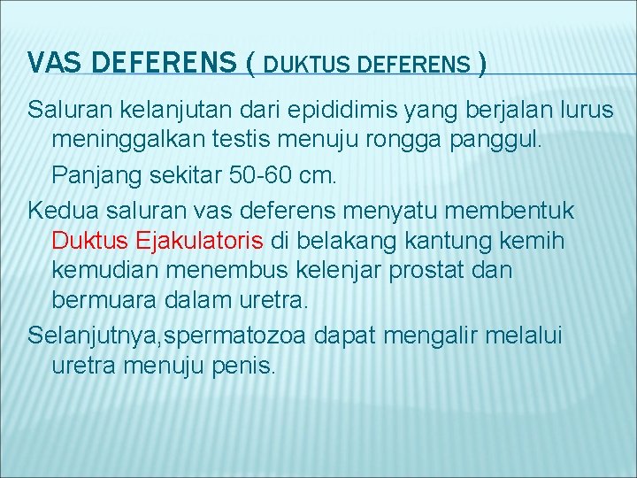 VAS DEFERENS ( DUKTUS DEFERENS ) Saluran kelanjutan dari epididimis yang berjalan lurus meninggalkan