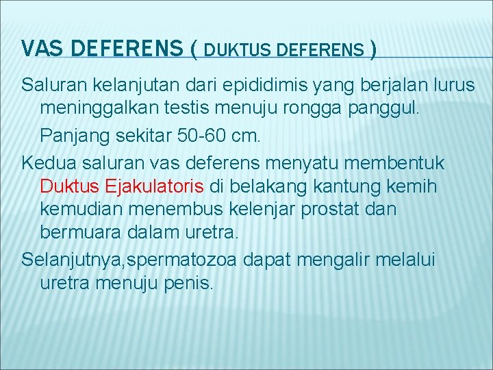 VAS DEFERENS ( DUKTUS DEFERENS ) Saluran kelanjutan dari epididimis yang berjalan lurus meninggalkan