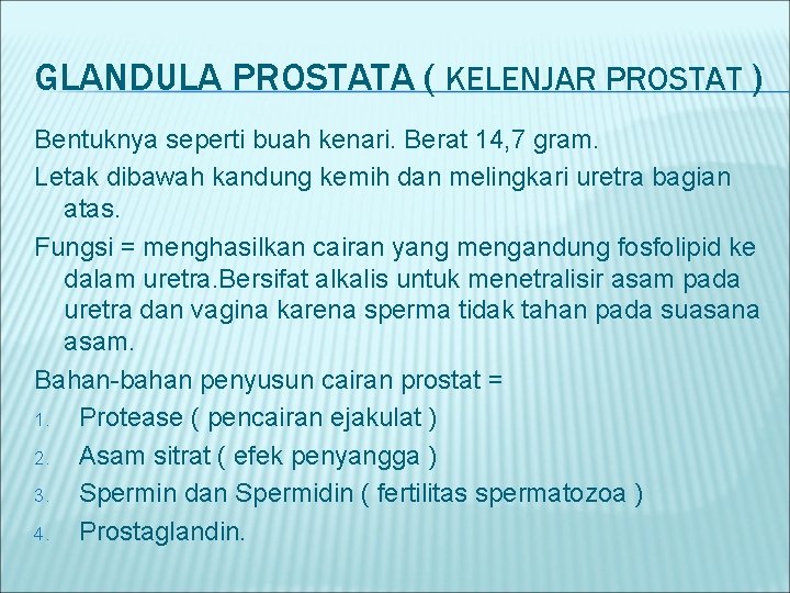 GLANDULA PROSTATA ( KELENJAR PROSTAT ) Bentuknya seperti buah kenari. Berat 14, 7 gram.