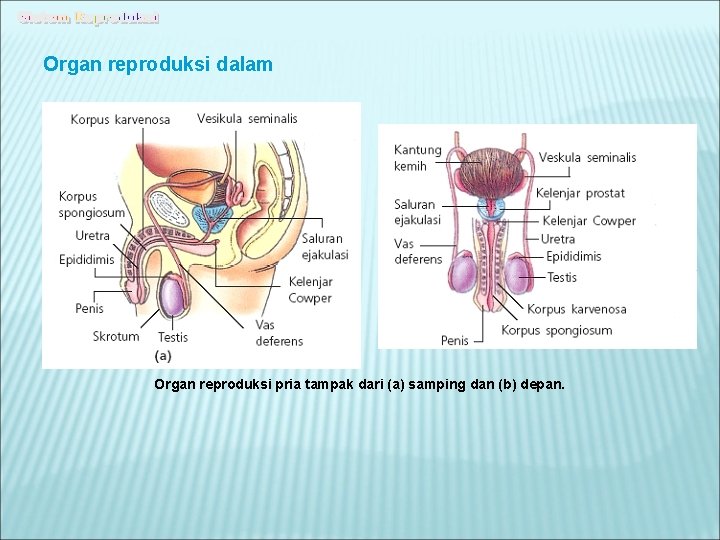 Organ reproduksi dalam Organ reproduksi pria tampak dari (a) samping dan (b) depan. 