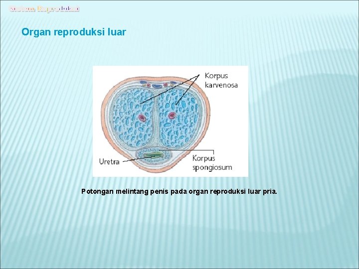 Organ reproduksi luar Potongan melintang penis pada organ reproduksi luar pria. 