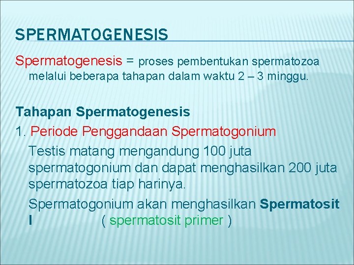SPERMATOGENESIS Spermatogenesis = proses pembentukan spermatozoa melalui beberapa tahapan dalam waktu 2 – 3