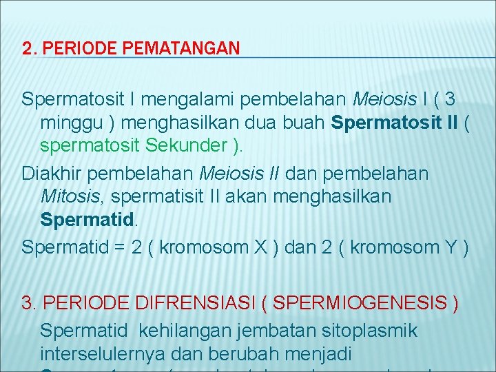 2. PERIODE PEMATANGAN Spermatosit I mengalami pembelahan Meiosis I ( 3 minggu ) menghasilkan