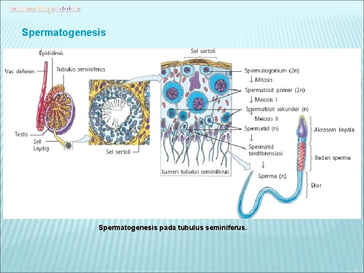 Spermatogenesis pada tubulus seminiferus. 