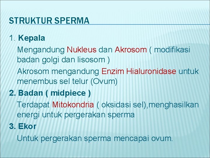 STRUKTUR SPERMA 1. Kepala Mengandung Nukleus dan Akrosom ( modifikasi badan golgi dan lisosom