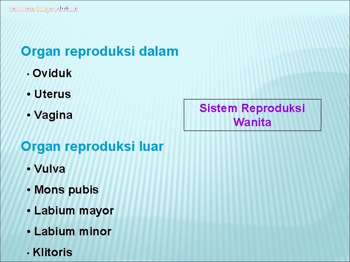 Organ reproduksi dalam • Oviduk • Uterus • Vagina Organ reproduksi luar • Vulva