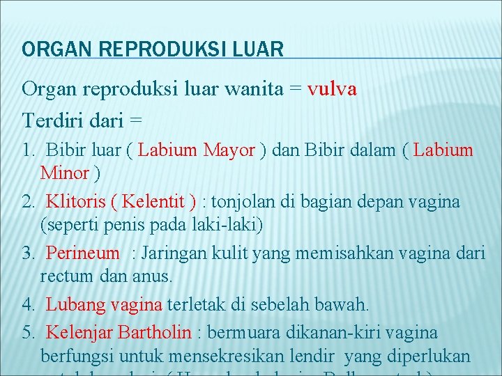 ORGAN REPRODUKSI LUAR Organ reproduksi luar wanita = vulva Terdiri dari = 1. Bibir