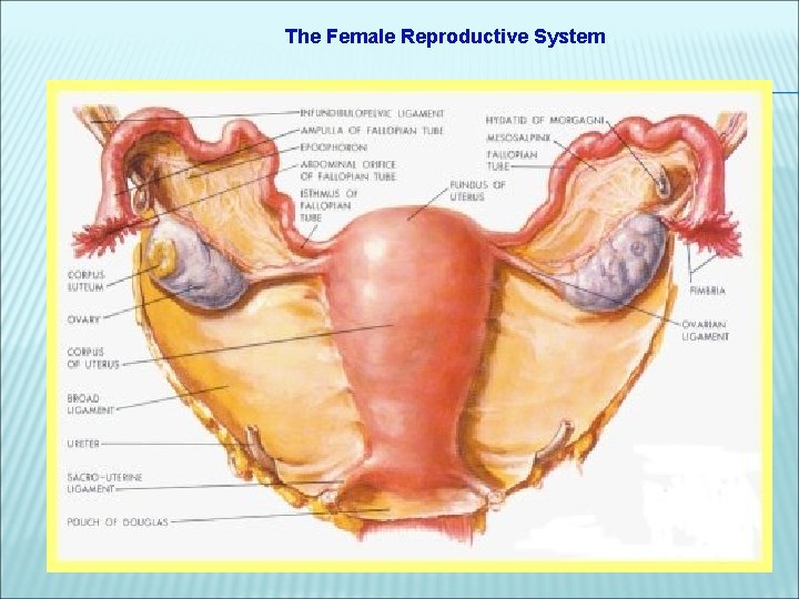 The Female Reproductive System 