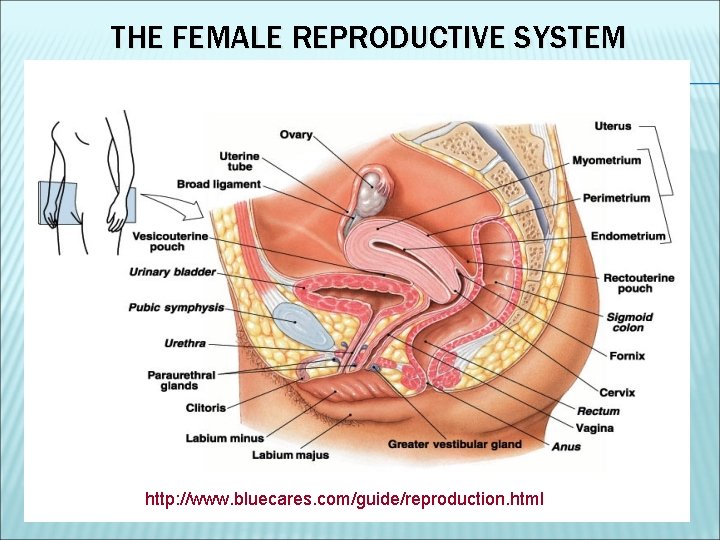 THE FEMALE REPRODUCTIVE SYSTEM http: //www. bluecares. com/guide/reproduction. html 