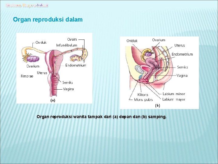 Organ reproduksi dalam Organ reproduksi wanita tampak dari (a) depan dan (b) samping. 