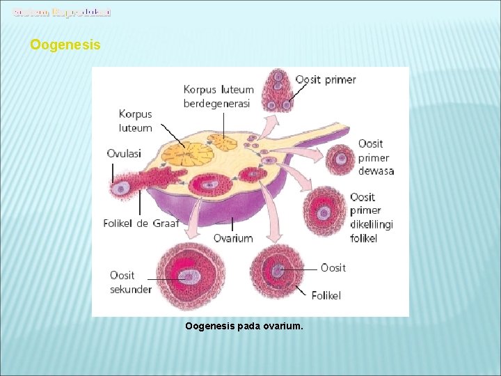 Oogenesis pada ovarium. 