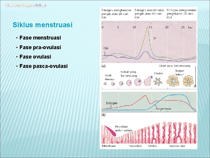 Siklus menstruasi • Fase pra-ovulasi • Fase pasca-ovulasi 