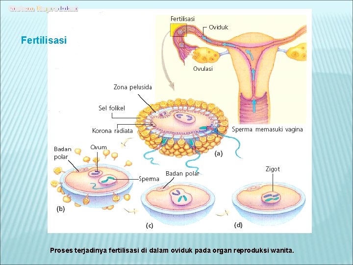 Fertilisasi Proses terjadinya fertilisasi di dalam oviduk pada organ reproduksi wanita. 