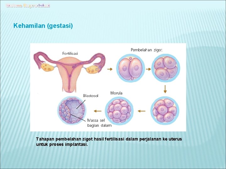 Kehamilan (gestasi) Tahapan pembelahan zigot hasil fertilisasi dalam perjalanan ke uterus untuk proses implantasi.