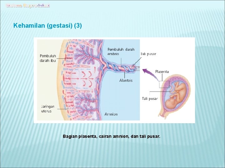 Kehamilan (gestasi) (3) Bagian plasenta, cairan amnion, dan tali pusar. 
