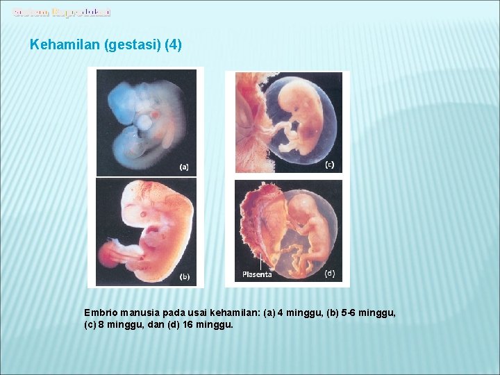 Kehamilan (gestasi) (4) Embrio manusia pada usai kehamilan: (a) 4 minggu, (b) 5 -6