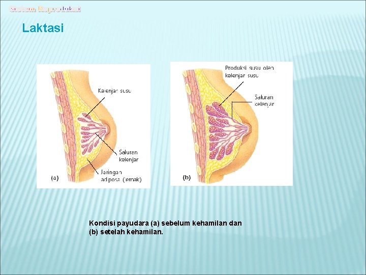 Laktasi Kondisi payudara (a) sebelum kehamilan dan (b) setelah kehamilan. 