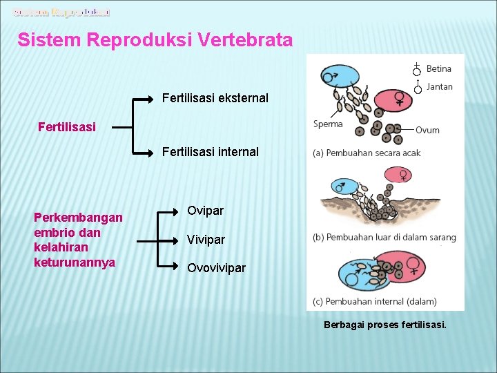 Sistem Reproduksi Vertebrata Fertilisasi eksternal Fertilisasi internal Perkembangan embrio dan kelahiran keturunannya Ovipar Vivipar